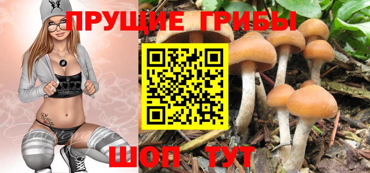 Дятьково  Псилоцибиновые грибы Cubensis  Вход с VPN 
